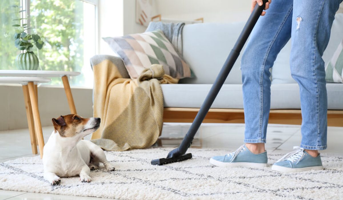 Vacuum removing pet hair from an apartment carpet